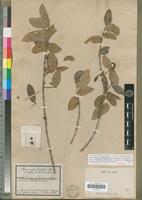 Syntype of Tricalysia djurensis Hiern [family RUBIACEAE]