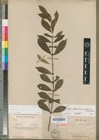 Isotype of Tricalysia pallens Hiern [family RUBIACEAE]