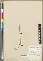 Isotype of Ranunculus meyeri Harv. [family RANUNCULACEAE]