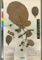Type of Mitragyna chevalieri K.Krause [family RUBIACEAE]