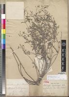 Holotype of Indigofera tephrosiopsis Baill. [family FABACEAE-PAPILIONOIDEAE]