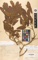 Holotype of Dalbergia velutina Benth. var. annamensis Niyomdham [family FABACEAE]