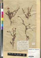 Holotype of Anacyclus valentinus L. var. homogamus Maire [family ASTERACEAE]