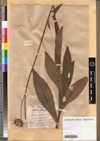 Holotype of Cirsium monspessulanum Hill f. canescens Faure & Maire [family ASTERACEAE]
