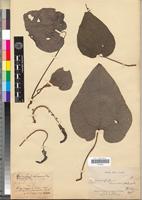 Syntype of Dioscoreophyllum klaineanum Pierre [family MENISPERMACEAE]