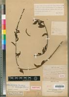 Isotype of Deeringia holostachya Baker [family AMARANTHACEAE]
