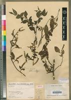 Isotype of Deeringia densiflora Cavaco [family AMARANTHACEAE]