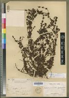 Holotype of Anthospermum palustre Puff [family RUBIACEAE]