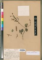 Syntype of Ruspolia paniculata Benoist [family ACANTHACEAE]