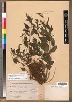 Isotype of Droguetia hildebrandtii Friis & Wilmot-Dear [family URTICACEAE]