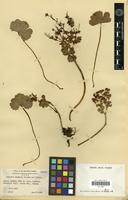 Isotype of Sanicula purpurea St.John & Hosaka [family APIACEAE]