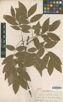 Isotype of Sapindus esculentus Cambess. [family SAPINDACEAE]