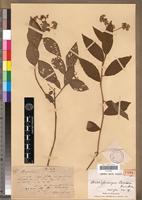 Isotype of Decastylocarpus perrieri Humbert [family ASTERACEAE]