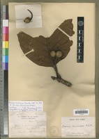 Type of Breonia macrocarpa Homolle [family RUBIACEAE]