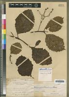 Holotype of Hedycaryopsis tsaratanensis Cavaco [family MONIMIACEAE]