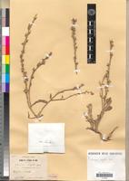 Holotype of Otocarpus virgatus Dur. var. eriocarpus Maire [family BRASSICACEAE]