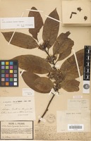 Syntype of Aidia oxyodonta (Drake) T.Yamaz. [family RUBIACEAE]