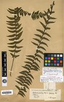 Isolectotype of Asplenium erectum Willd. var. lagesiana Willd. [family PTERIDOPHYTA]