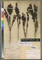 Holotype of Anthospermum madagascariense Puff [family RUBIACEAE]