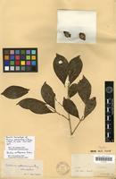 Type? of Psidium sellowianum Berg [family MYRTACEAE]