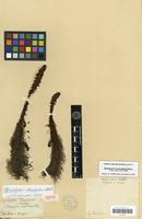 Isotype of Myriophyllum heterophyllum Michx. [family HALORAGACEAE]