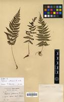 Syntype of Asplenium yokoscence Fr. et Sav. [family PTERIDOPHYTA]