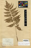 Type? of Athyrium matsumurae H.Christ [family PTERIDOPHYTA]