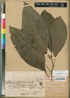 Holotype of Bassovia richardii Dunal [family SOLANACEAE]