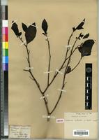 Isotype of Bassovia richardii Dunal var. martii Dunal [family SOLANACEAE]