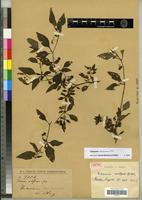 Isotype of Solanum curtipes Bitter [family SOLANACEAE]