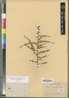 Isotype of Lycium apiculatum Dunal [family SOLANACEAE]