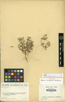 Isotype of Aerva humbertii Cavaco [family AMARANTHACEAE]