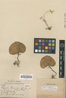 Isotype of Pogonia prainiana King & Pantling [family ORCHIDACEAE]