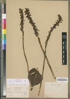 Isotype of Satyrium brachyrhynchum Schltr. [family ORCHIDACEAE]