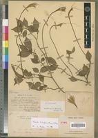 Type of Tsoala tubiflora Bosser&D'Arcy [family SOLANACEAE]
