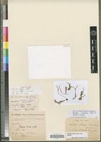 Holotype of Nervilia afzelii Schltr. var. grandiflora Summerh. [family ORCHIDACEAE]