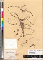 Type of Astragalus akkensis Coss. [family FABACEAE-PAPILIONOIDEAE]