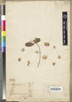 Type of Polygala macroptera D.C. [family POLYGALACEAE]