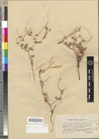 Type of Erodium chevalieri Guittonneau [family GERANIACEAE]