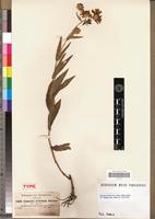 Syntype of Guizotia schultzii Sch. Bip. [family ASTERACEAE]