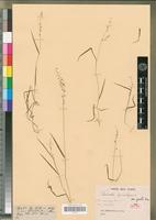 Syntype of Ehrharta paniciformis Nees var. gracilis Nees [family POACEAE]
