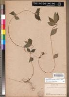 Syntype of Pouzolzia flaccida A.Rich. [family URTICACEAE]