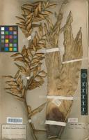 Isotype of Vriesea sceptrum Mez [family BROMELIACEAE]