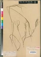 Syntype of Panicum griffonii Franch. [family POACEAE]