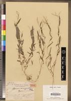 Holotype of Panicum manongarivense A.Camus [family POACEAE]