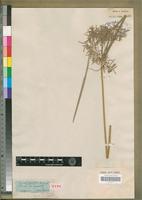 Type of Cyperus expansus Poir. [family CYPERACEAE]