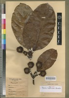 Isotype of Breonia tayloriana Razafim. [family RUBIACEAE]