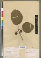 Lectotype of Breonia perrieri Homolle [family RUBIACEAE]