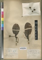 Lectotype of Breonia keliravina Homolle [family RUBIACEAE]