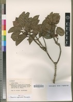 Isotype of Breonia capuronii Rafazim. [family RUBIACEAE]